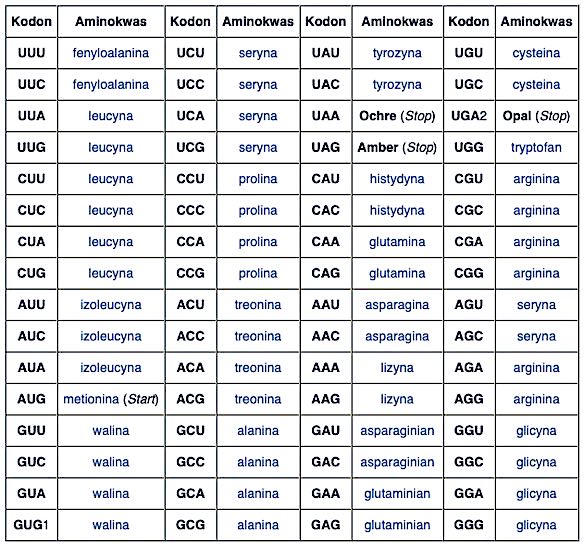 Tabela kodonów mRNA
